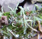 Pfriemen-Geweihflechte(Cladonia subulata(L.)Weber ex F.H.Wigg.)
