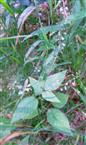 Großes Hexenkraut(Circea lutetiana(L.))