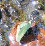Kleiner Kohlweißling(Pieris rapae(L.)) bei einer Feuchtigkeitsaufnahme(trinkend)