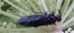 Bürstenhornblattwespe(Arge gracilicornis)
