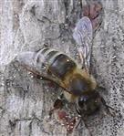 Westliche Honigbiene(Apis mellifera(L. 1758)) 5