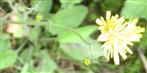 Blüten des Wald-Habichtskrautes(Hieracium murorum(L.))