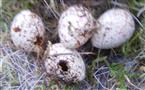 Eier(-schalen) einer Kohlmeise(Parus major(L. 1758))