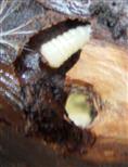 Bohrgang einer Bockkäferlarve(Cerambycidae)