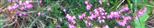 Besenheide(Calluna vulgaris(L.)Hull)