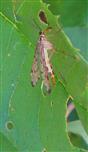 Deutsche Skorpionsfliege(Panorpa germanica(L. 1758)) Weibchen