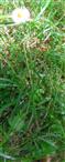 Magerwiesen-Margerite(Leucanthemum vulgare(Lam.))