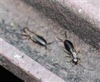 Gemeiner Ohrwurm(Forficula auricularia(L.))