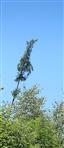 Gemeine Fichte(Picea abies(A. Dietr.)) auf der Hirzenhainer Anhöhe als 