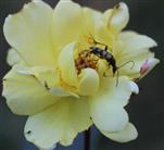 Gefleckter Schmalbock(Rutpela maculata(Poda 1761)) auf gelber Rose