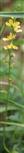 Gemeiner oder Kleiner Odermennig(Agrimonia eupatoria(L.))