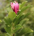 Noch eine späte Magnolienblüte(Purpur-Magnolie (Magnolia liliiflora))