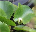 Knospe einer weißen Seerose(Nymphaea alba(L.))