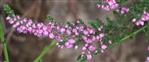 Besenheide(Calluna vulgaris(L.))