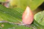 Fast reife Galle der Buchengallmücke(Mikiola fagi)