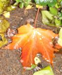 Ahornblatt(Acer platanoides(L.)) herbstlich gefärbt