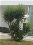 Palm-Lilie; Yucca-Palme(Yucca(L.))
