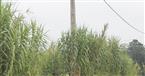 Bambus(Bambusoideae Luerss.)