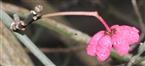 Vierfächrige Kapselfrucht des Gewöhnlichen Spindelstrauches(Euonymus europaeus(L.))