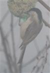 Sumpfmeise(Poecile palustris(L. 1758))