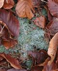 Gewöhnliche Kratzdistel(Cirsium vulgare(L.)) mit Raureif bzw. Tau bzw. ausgekämmten Nebel