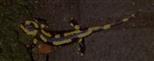 Feuersalamander(Salamandra salamandra terrestris(L. 1758)) auf nächtlicher Beutesuche