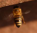 Westliche Honigbiene(Apis mellifera(L. 1758)) beim Anflug eines Komposthaufens