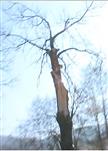 (Trauben-)Eiche(Quercus vielleicht petraea(L.)) mit Pflegeschaden