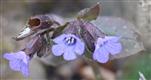 Blüten des Gefleckten Lungenkrautes(Pulmonaria officinalis(L.))