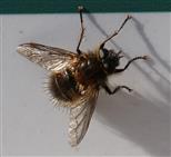 Tachinidae Tachina ursina(Meigen 1824))