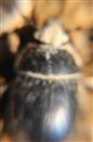 Gemeiner Mistkäfer(Geotrupes stercorarius(L. 1758)) etwas erdig(bei zehnfacher Vergrößerung)