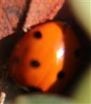 Siebenpunkt-Marienkäfer(Coccinella septempunctata(L. 1758)) sich sonnend bzw. aufwärmend(bei zehnfacher Vergrößerung)