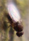 Taufliege Drosophila