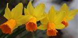Osterglocken auf- bzw. erblüht( Narcissus 