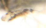 Fenstermücke(Sylvicola fenestralis)