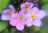 Blüten des bunten Vergissmeinnichts(Myosotis discolor(Pers.))01