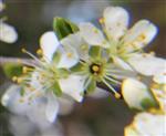 Blühender Zweig einer Schlehe(Prunus spinosa(L.))