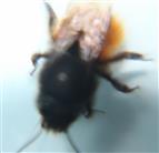 Die zweifarbige Schneckenhausbiene(Osmia bicolor(Schrank 1781))