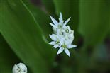 Blüte eines Bärlauches(Allium ursinum(L.))