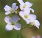 Blüte des Wiesenschaumkrautes(Cardamine pratensis(L. ))