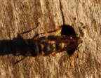 Faltenwespe(Ancistrocerus(Wesmael 1836)) beim Einschlüpfen in ein Käferbohrloch in einem Baumstumpf
