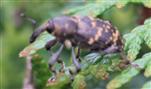 Großer braune Rüsselkäfer oder Fichtenrüsselkäfer(Hylobius abietis(L. 1758)) auf Scheinzypresse(Chamaecyparis)