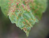 Gallen einer Gallmilbe(Aceria cephalonea)