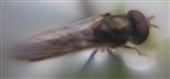 Goldhalsschwebfliege(Meliscaeva auricollis))