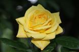 Gelbe (Garten-/ Tee-/Hybrid-)Rose(Rosa indet.)