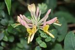 Das Echte oder Garten-Geißblatt(Lonicera caprifolium(L.))