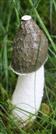 Gemeine Stinkmorchel mit Gleba(Phallus impudicus(L.: Pers.)