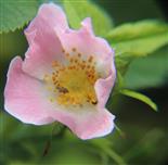 Blüte einer Hundsrose(Rosa canina(L.))