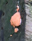 Lachsfarbener Kugelschleimpilz(Tubifera ferruginosa)(näher)