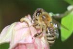 Westliche Honigbiene(Apis mellifera(L. 1758)) versucht den Weg zur Nektarquelle zu verkürzen